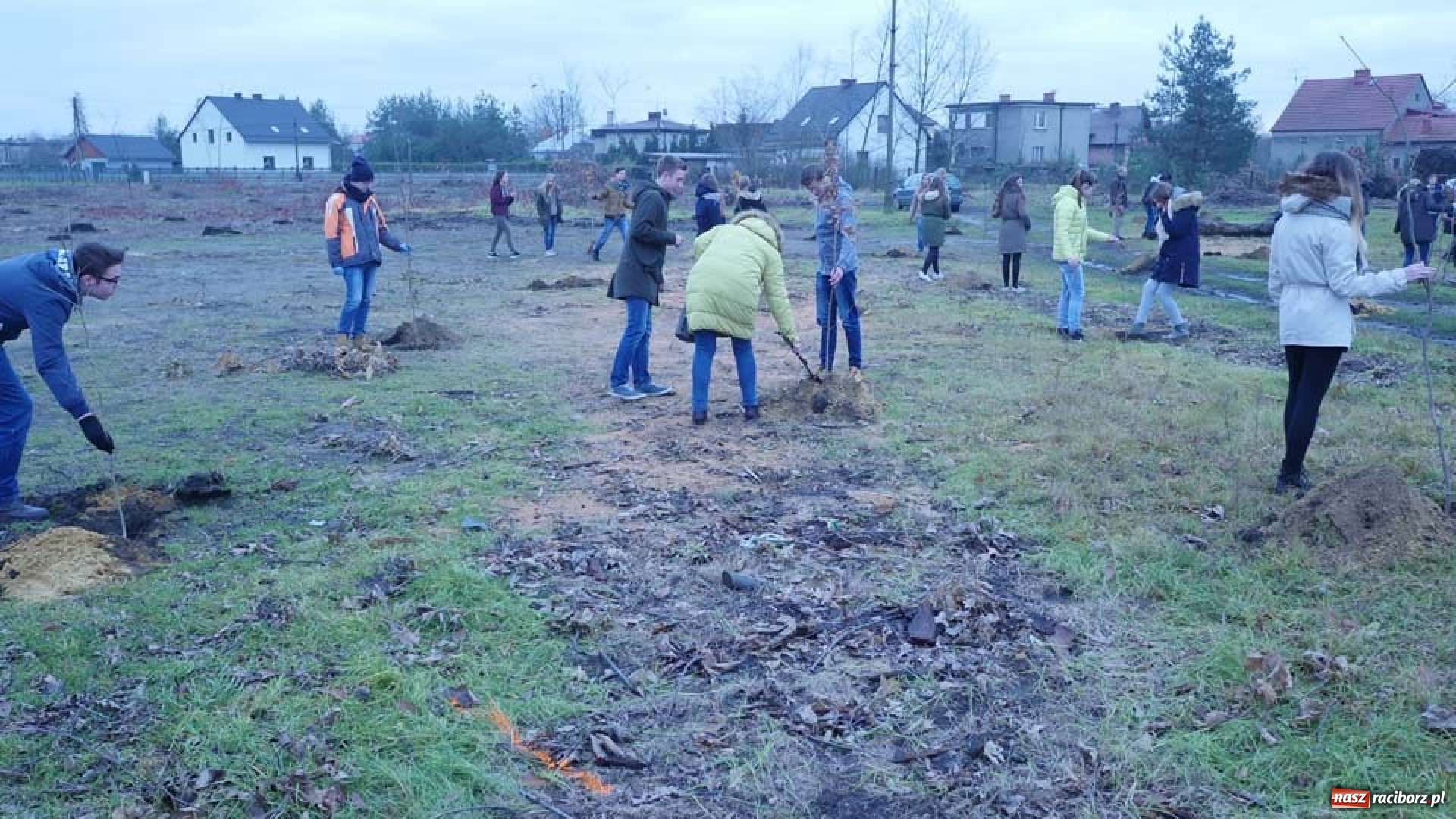 Zdjęcie w galerii na portalu naszraciborz.pl: Nasadzenie drzew w Parku Dębina wiadomości z regionu