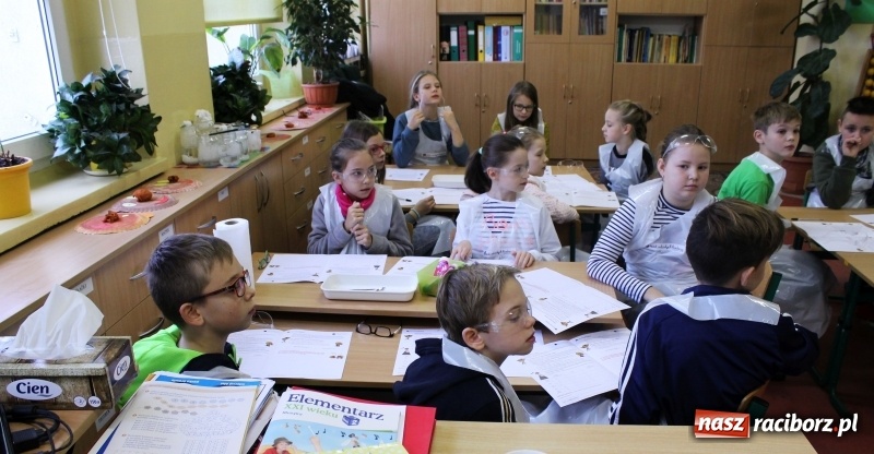 Zdjęcie w galerii na portalu naszraciborz.pl: Słodko, czyli kwaśno. Młodzi badacze z Płoni  wiadomości z regionu