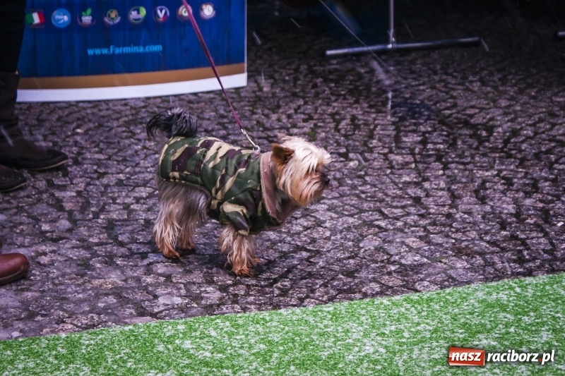 Zdjęcie w galerii na portalu naszraciborz.pl: I Festiwal Ubranek w Raciborzu wiadomości z regionu