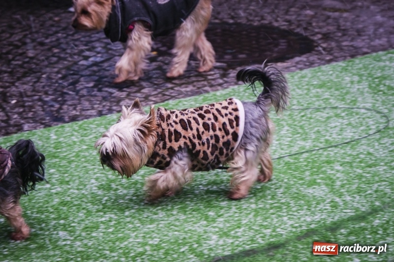 Zdjęcie w galerii na portalu naszraciborz.pl: I Festiwal Ubranek w Raciborzu wiadomości z regionu