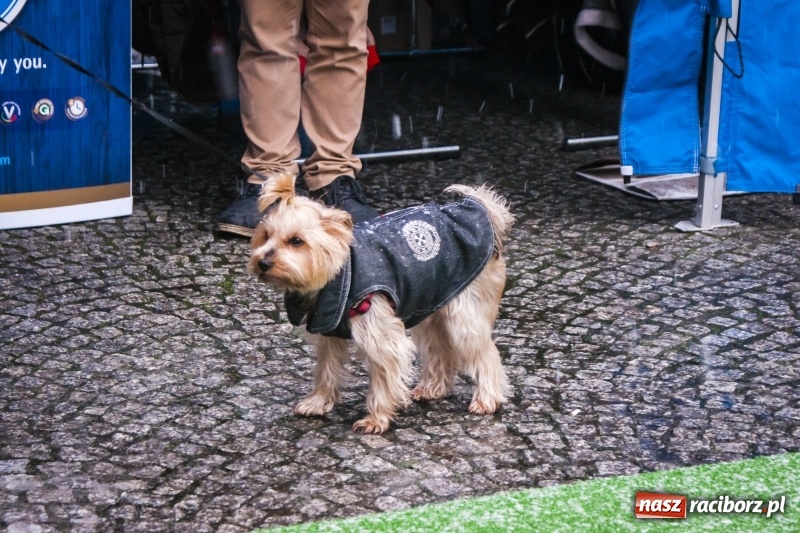 Zdjęcie w galerii na portalu naszraciborz.pl: I Festiwal Ubranek w Raciborzu wiadomości z regionu
