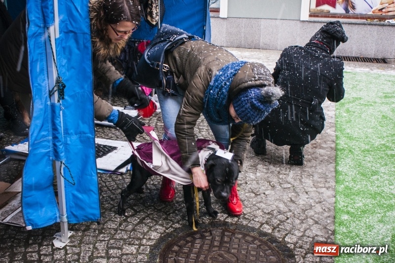 Zdjęcie w galerii na portalu naszraciborz.pl: I Festiwal Ubranek w Raciborzu wiadomości z regionu