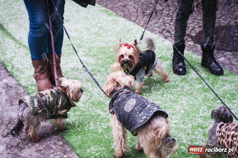 Zdjęcie w galerii na portalu naszraciborz.pl: I Festiwal Ubranek w Raciborzu wiadomości z regionu