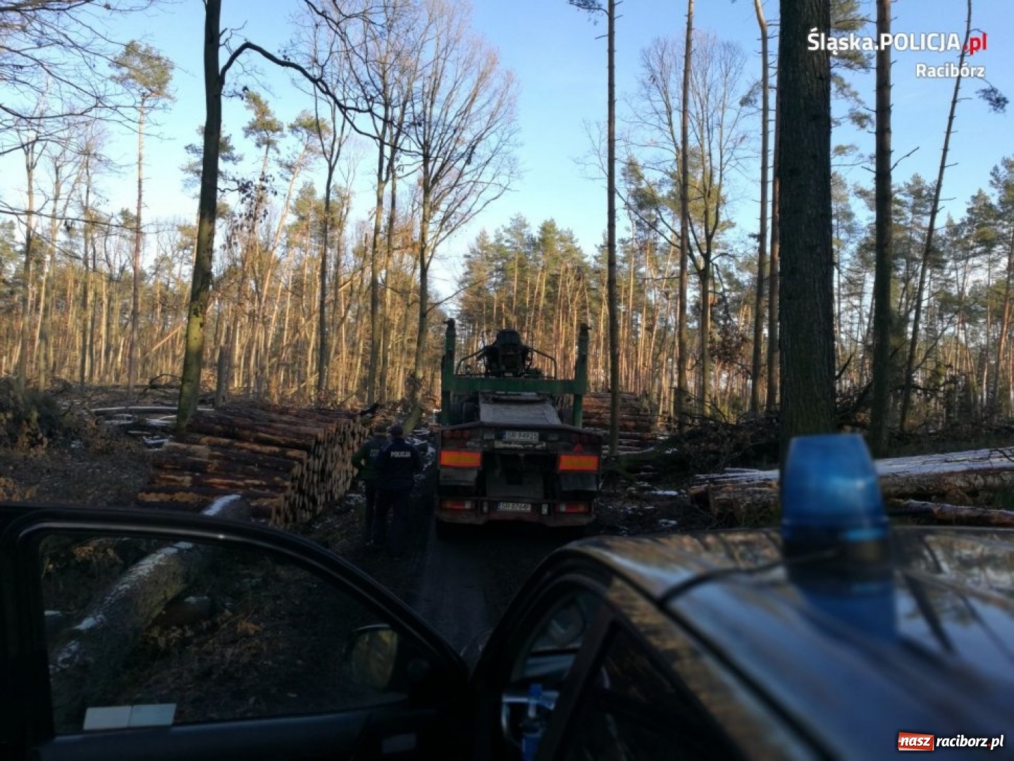 Zdjęcie w galerii na portalu naszraciborz.pl: Policja i straż leśna patrolują lasy. Złodzieje choinek muszą się mieć na baczności  wiadomości z regionu
