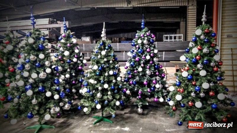 Zdjęcie w galerii na portalu naszraciborz.pl: Żywa choinka to kwintesencja Bożego Narodzenia - kwiaciarnia Lawender zaprasza  wiadomości z regionu