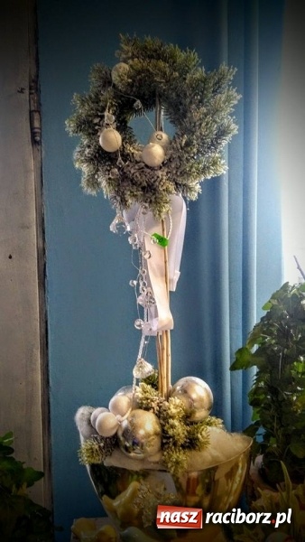 Zdjęcie w galerii na portalu naszraciborz.pl: Żywa choinka to kwintesencja Bożego Narodzenia - kwiaciarnia Lawender zaprasza  wiadomości z regionu