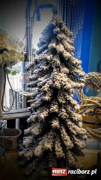 Zdjęcie w galerii na portalu naszraciborz.pl: Żywa choinka to kwintesencja Bożego Narodzenia - kwiaciarnia Lawender zaprasza  wiadomości z regionu