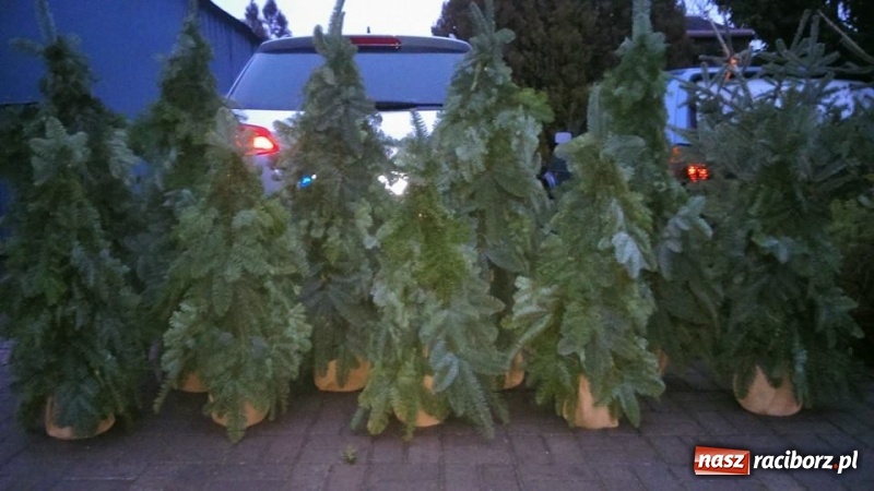 Zdjęcie w galerii na portalu naszraciborz.pl: Żywa choinka to kwintesencja Bożego Narodzenia - kwiaciarnia Lawender zaprasza  wiadomości z regionu