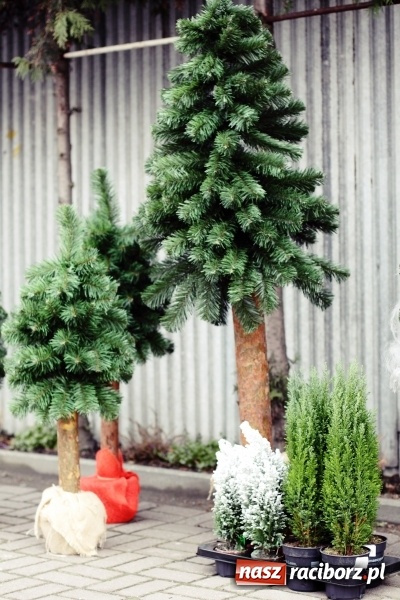 Zdjęcie w galerii na portalu naszraciborz.pl: Żywa choinka to kwintesencja Bożego Narodzenia - kwiaciarnia Lawender zaprasza  wiadomości z regionu