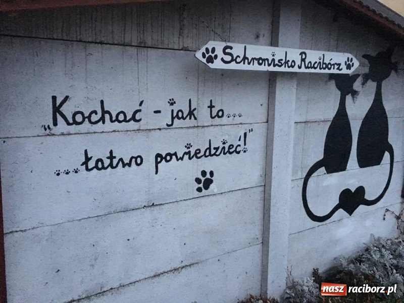 Zdjęcie w galerii na portalu naszraciborz.pl: Każda miska i koc mają dużą moc  wiadomości z regionu