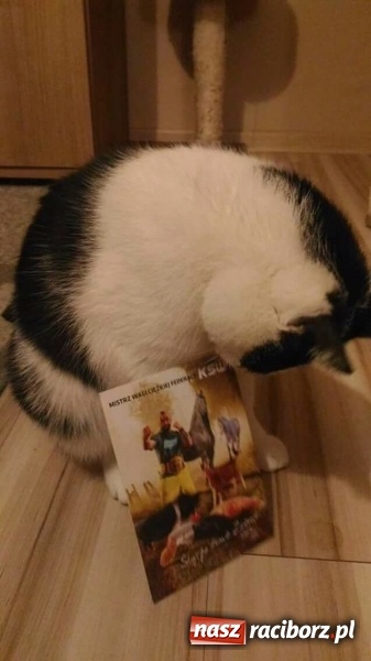 Zdjęcie w galerii na portalu naszraciborz.pl: Licytacje dla zwierzaków - podsumowanie akcji  wiadomości z regionu