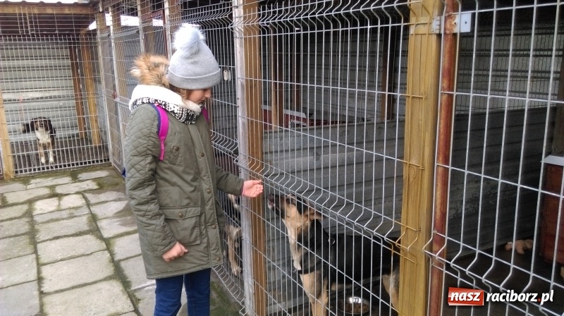 Zdjęcie w galerii na portalu naszraciborz.pl: Licytacje dla zwierzaków - podsumowanie akcji  wiadomości z regionu