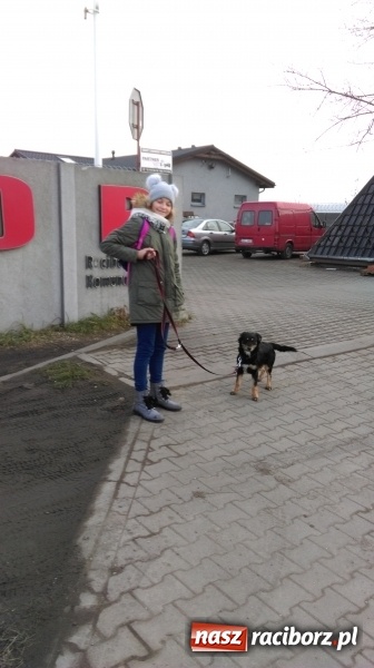 Zdjęcie w galerii na portalu naszraciborz.pl: Licytacje dla zwierzaków - podsumowanie akcji  wiadomości z regionu