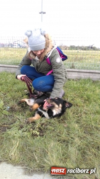 Zdjęcie w galerii na portalu naszraciborz.pl: Licytacje dla zwierzaków - podsumowanie akcji  wiadomości z regionu