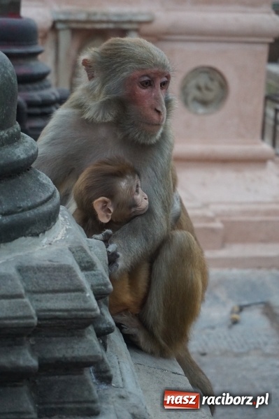 Zdjęcie w galerii na portalu naszraciborz.pl: Chulu Far East 6059 m n.p.m. oraz treking wokół Annapurny wiadomości z regionu