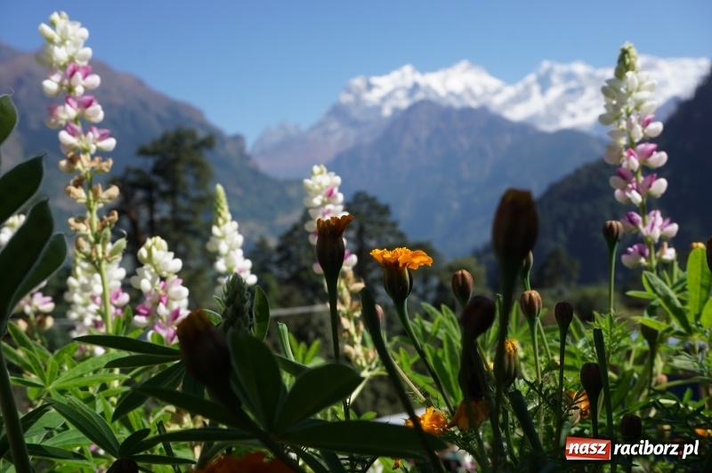 Zdjęcie w galerii na portalu naszraciborz.pl: Chulu Far East 6059 m n.p.m. oraz treking wokół Annapurny wiadomości z regionu