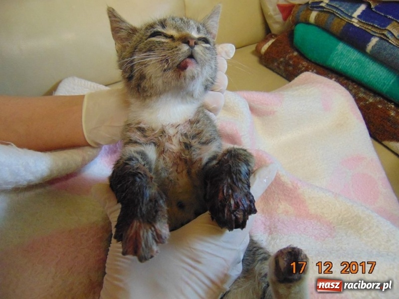 Zdjęcie w galerii na portalu naszraciborz.pl: Schronisko szuka zwyrodnialca, który skatował tego kota. Prywatna osoba ufundowała nagrodę za wskazanie sprawcy wiadomości z regionu