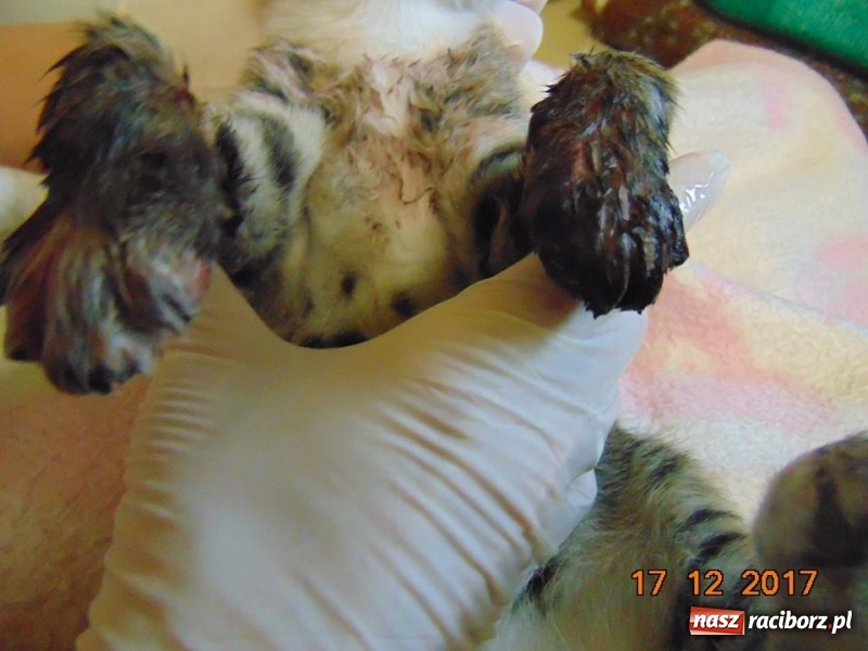 Zdjęcie w galerii na portalu naszraciborz.pl: Schronisko szuka zwyrodnialca, który skatował tego kota. Prywatna osoba ufundowała nagrodę za wskazanie sprawcy wiadomości z regionu