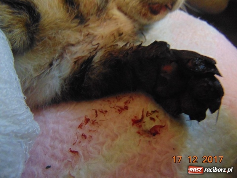 Zdjęcie w galerii na portalu naszraciborz.pl: Schronisko szuka zwyrodnialca, który skatował tego kota. Prywatna osoba ufundowała nagrodę za wskazanie sprawcy wiadomości z regionu