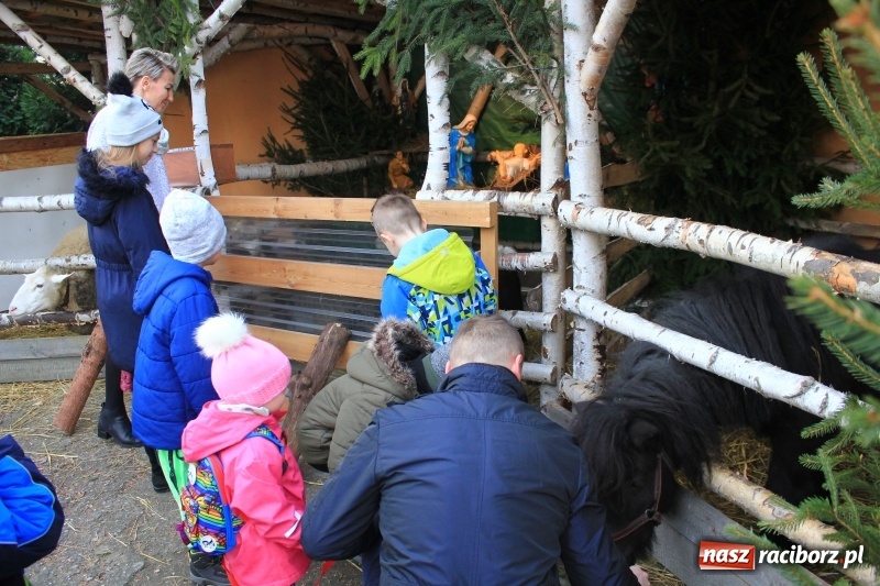 Zdjęcie w galerii na portalu naszraciborz.pl: Do szopy, hej pasterze, do szopy, bo tam cud! Zobaczcie raciborskie stajenki AD 2017 wiadomości z regionu