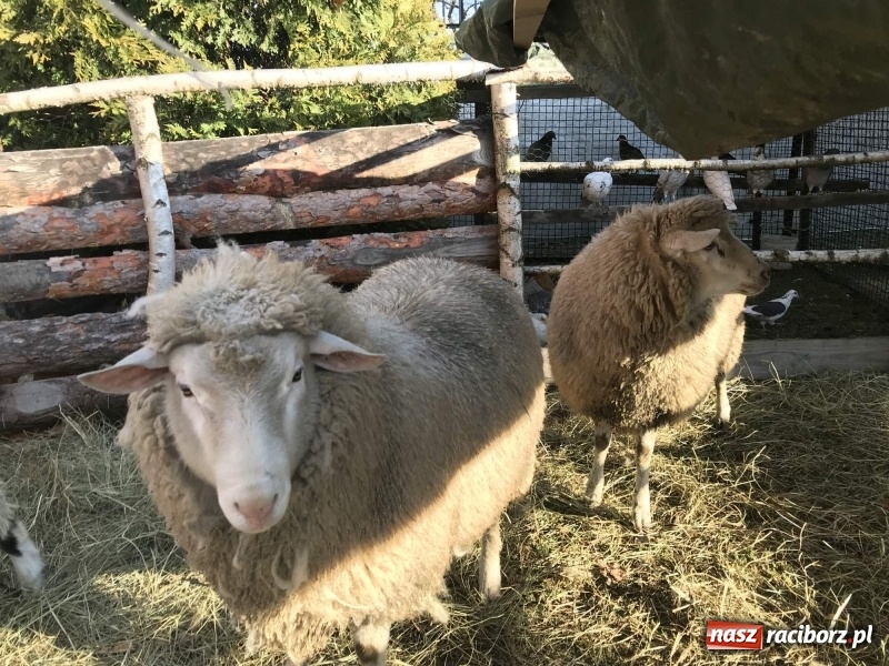 Zdjęcie w galerii na portalu naszraciborz.pl: Parafia Racibórz Brzezie kolęduje jak co roku przy żywej szopce wiadomości z regionu
