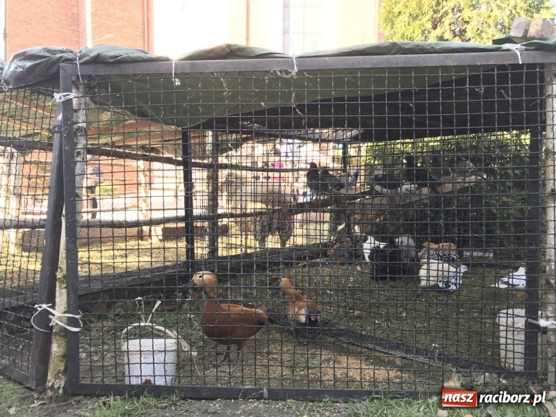 Zdjęcie w galerii na portalu naszraciborz.pl: Parafia Racibórz Brzezie kolęduje jak co roku przy żywej szopce wiadomości z regionu