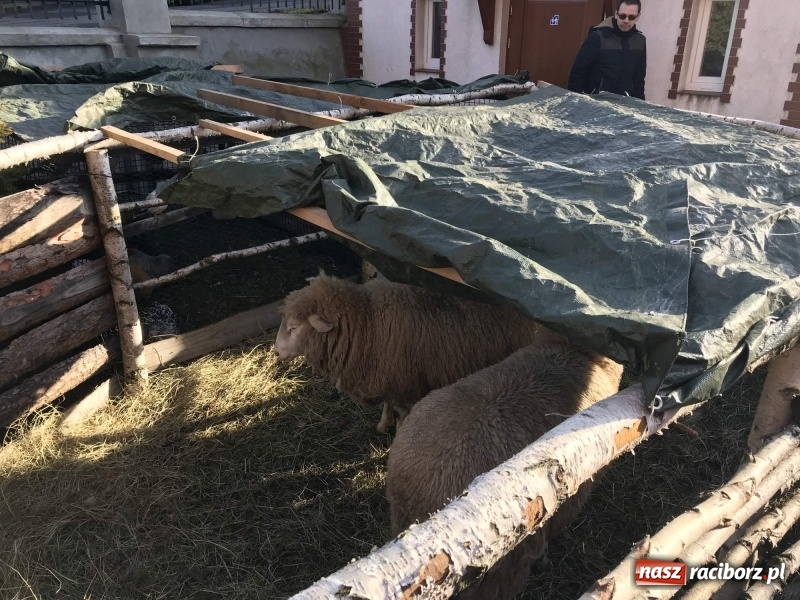 Zdjęcie w galerii na portalu naszraciborz.pl: Parafia Racibórz Brzezie kolęduje jak co roku przy żywej szopce wiadomości z regionu