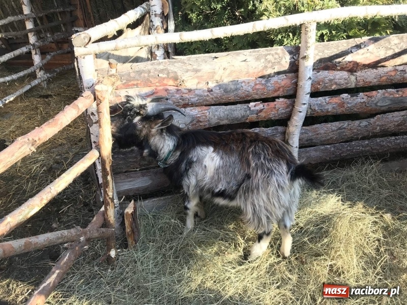 Zdjęcie w galerii na portalu naszraciborz.pl: Parafia Racibórz Brzezie kolęduje jak co roku przy żywej szopce wiadomości z regionu