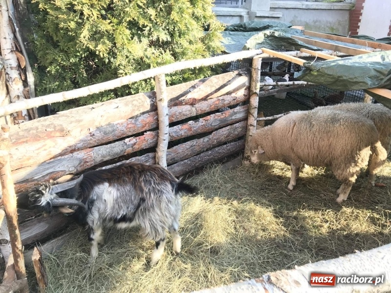 Zdjęcie w galerii na portalu naszraciborz.pl: Parafia Racibórz Brzezie kolęduje jak co roku przy żywej szopce wiadomości z regionu