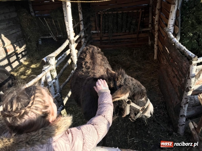 Zdjęcie w galerii na portalu naszraciborz.pl: Parafia Racibórz Brzezie kolęduje jak co roku przy żywej szopce wiadomości z regionu