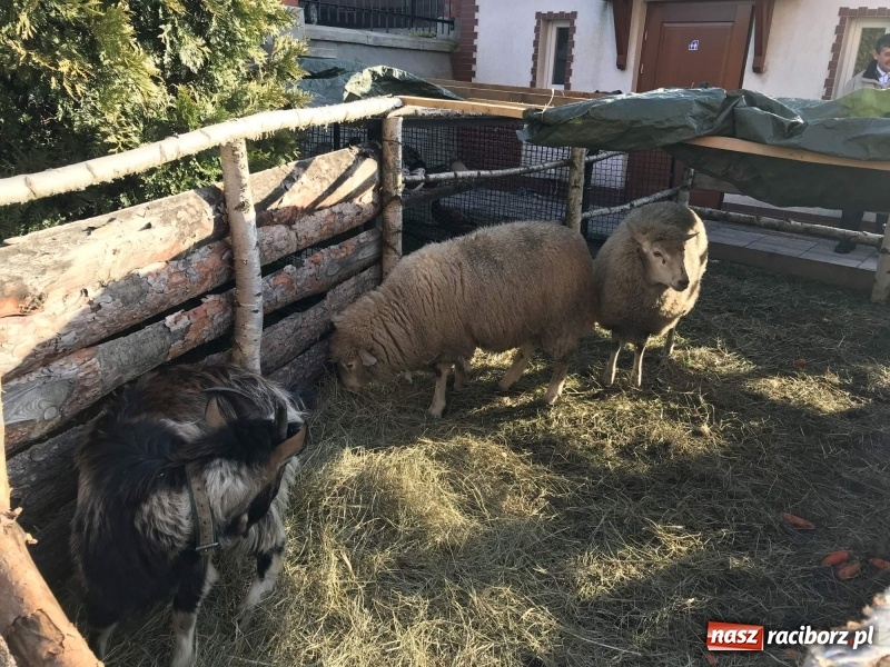 Zdjęcie w galerii na portalu naszraciborz.pl: Parafia Racibórz Brzezie kolęduje jak co roku przy żywej szopce wiadomości z regionu