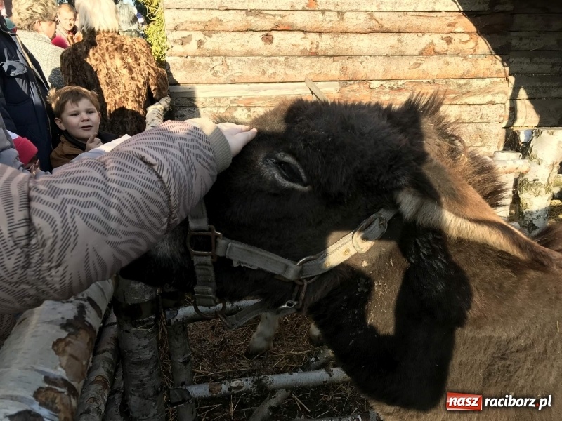 Zdjęcie w galerii na portalu naszraciborz.pl: Parafia Racibórz Brzezie kolęduje jak co roku przy żywej szopce wiadomości z regionu