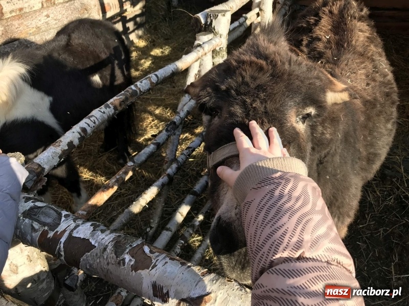 Zdjęcie w galerii na portalu naszraciborz.pl: Parafia Racibórz Brzezie kolęduje jak co roku przy żywej szopce wiadomości z regionu