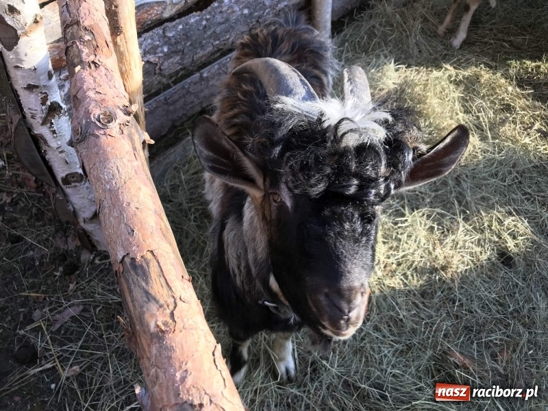 Zdjęcie w galerii na portalu naszraciborz.pl: Parafia Racibórz Brzezie kolęduje jak co roku przy żywej szopce wiadomości z regionu