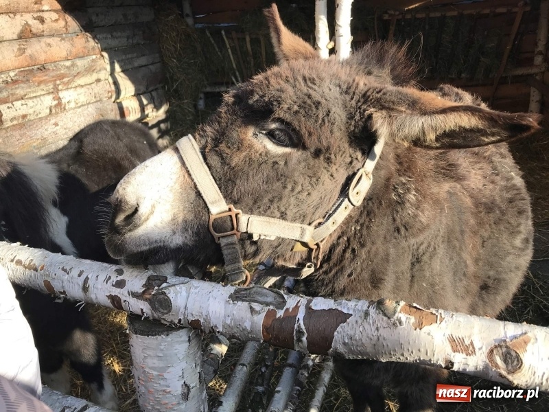 Zdjęcie w galerii na portalu naszraciborz.pl: Parafia Racibórz Brzezie kolęduje jak co roku przy żywej szopce wiadomości z regionu