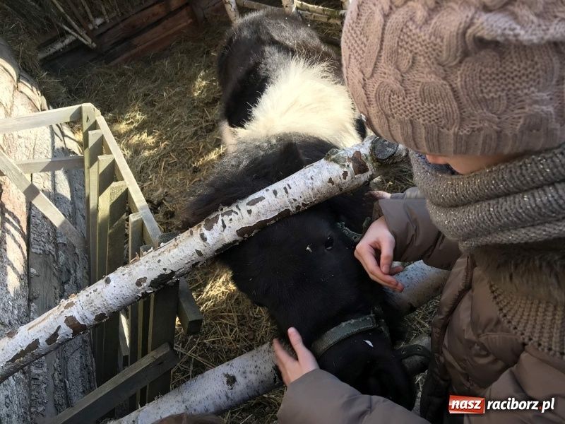 Zdjęcie w galerii na portalu naszraciborz.pl: Parafia Racibórz Brzezie kolęduje jak co roku przy żywej szopce wiadomości z regionu