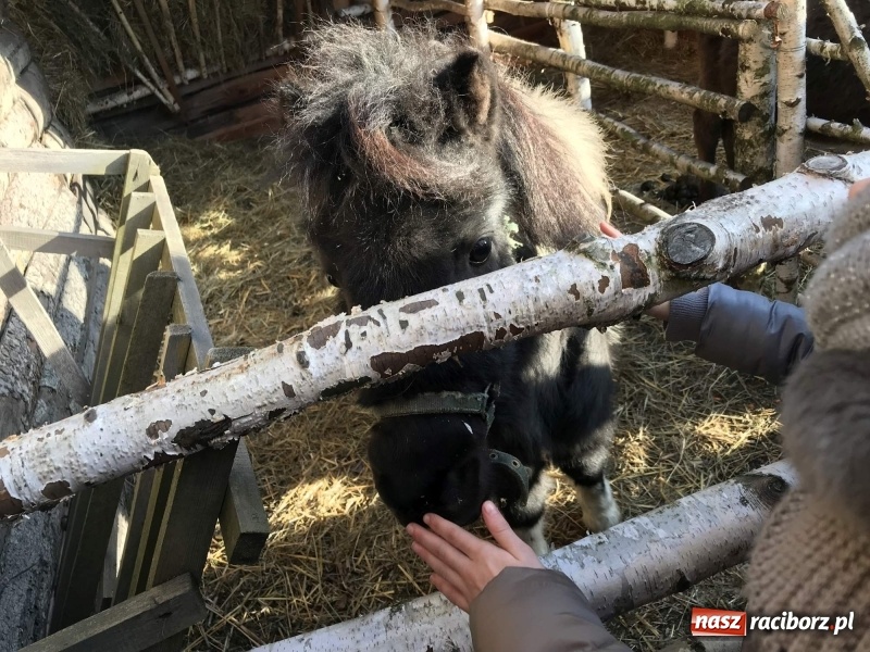 Zdjęcie w galerii na portalu naszraciborz.pl: Parafia Racibórz Brzezie kolęduje jak co roku przy żywej szopce wiadomości z regionu