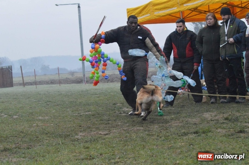 Zdjęcie w galerii na portalu naszraciborz.pl: Hervé Mavuanga - zaklinacz psich umysłów. Jeden z najlepszych trenerów na świecie szkolił w powiecie raciborskim wiadomości z regionu