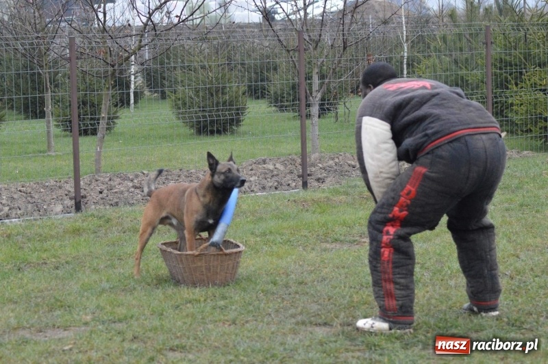 Zdjęcie w galerii na portalu naszraciborz.pl: Hervé Mavuanga - zaklinacz psich umysłów. Jeden z najlepszych trenerów na świecie szkolił w powiecie raciborskim wiadomości z regionu