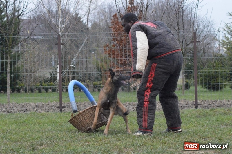 Zdjęcie w galerii na portalu naszraciborz.pl: Hervé Mavuanga - zaklinacz psich umysłów. Jeden z najlepszych trenerów na świecie szkolił w powiecie raciborskim wiadomości z regionu