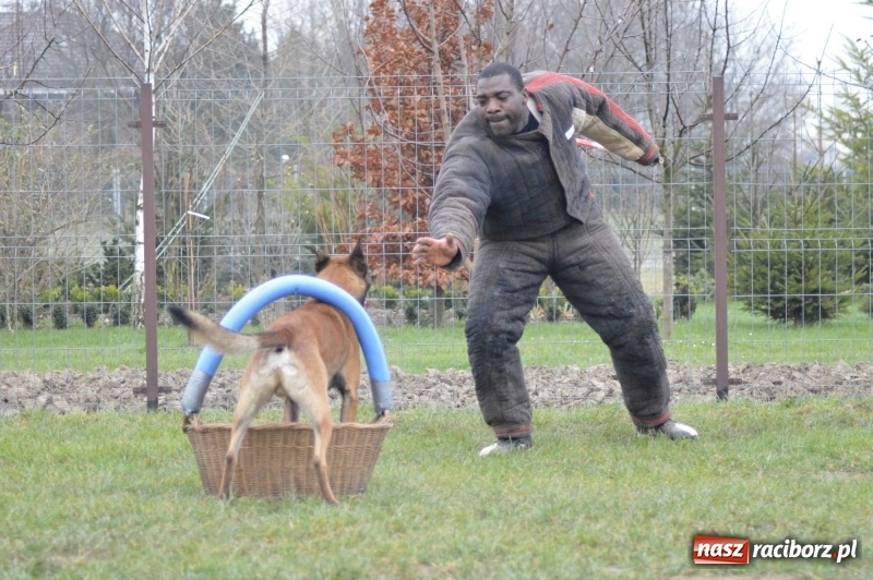Zdjęcie w galerii na portalu naszraciborz.pl: Hervé Mavuanga - zaklinacz psich umysłów. Jeden z najlepszych trenerów na świecie szkolił w powiecie raciborskim wiadomości z regionu