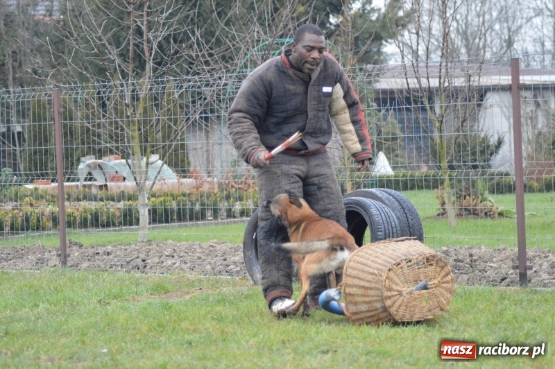 Zdjęcie w galerii na portalu naszraciborz.pl: Hervé Mavuanga - zaklinacz psich umysłów. Jeden z najlepszych trenerów na świecie szkolił w powiecie raciborskim wiadomości z regionu