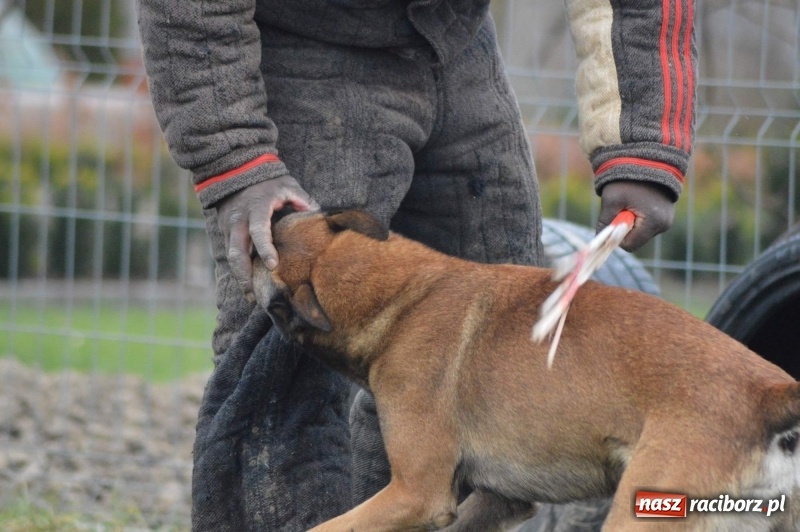 Zdjęcie w galerii na portalu naszraciborz.pl: Hervé Mavuanga - zaklinacz psich umysłów. Jeden z najlepszych trenerów na świecie szkolił w powiecie raciborskim wiadomości z regionu