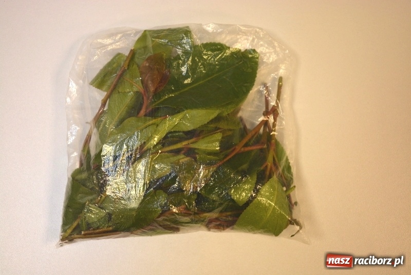 Zdjęcie w galerii na portalu naszraciborz.pl: Śląscy pogranicznicy z Raciborza ujawnili liście Khat  wiadomości z regionu