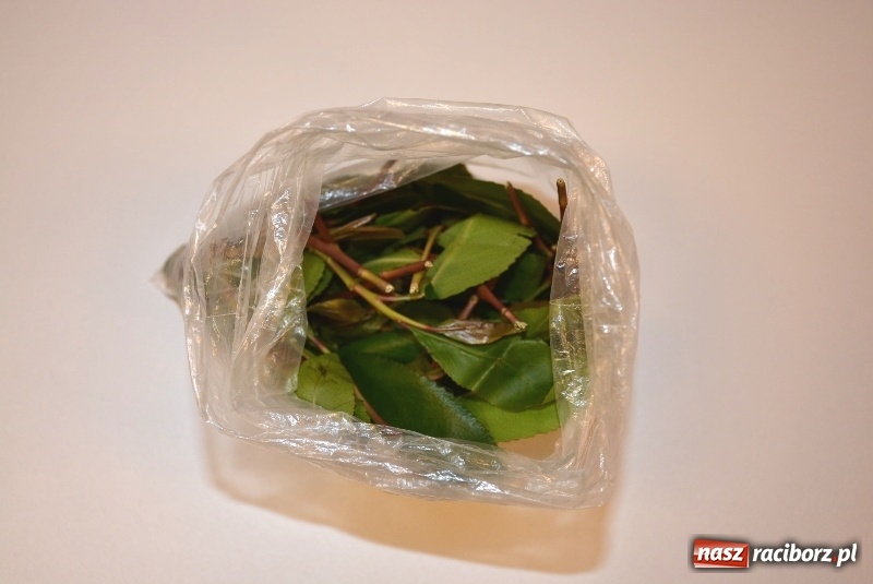 Zdjęcie w galerii na portalu naszraciborz.pl: Śląscy pogranicznicy z Raciborza ujawnili liście Khat  wiadomości z regionu