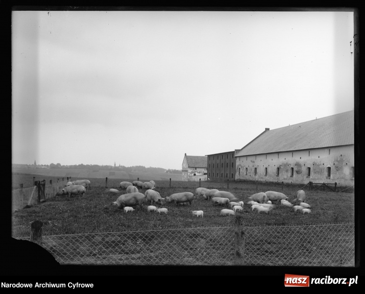 Zdjęcie w galerii na portalu naszraciborz.pl: Pietrowice Wielkie i Krowiarki na starej fotografii  wiadomości z regionu
