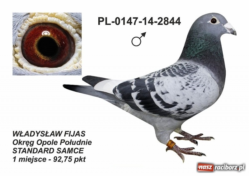 Zdjęcie w galerii na portalu naszraciborz.pl: Ogólnopolski sukces raciborskich hodowców gołębi pocztowych wiadomości z regionu