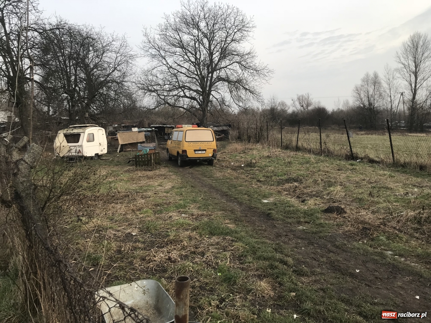 Zdjęcie w galerii na portalu naszraciborz.pl: Ponad trzydzieści owczarków w asyście policji zabrano z hodowli na Ostrogu  wiadomości z regionu