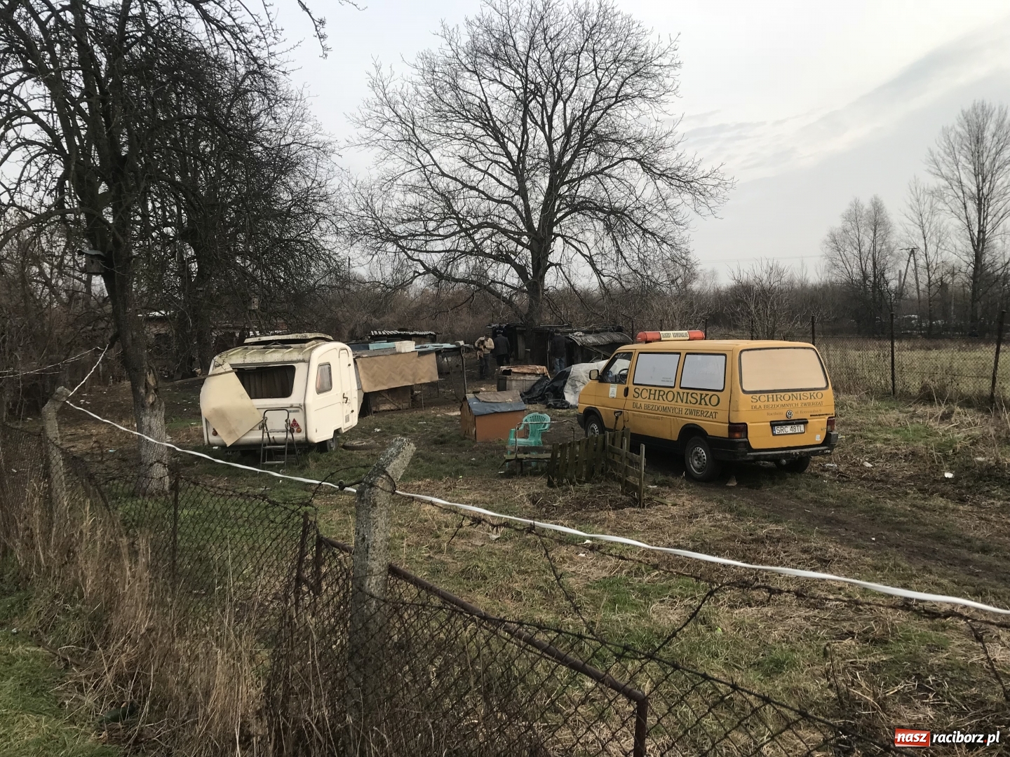 Zdjęcie w galerii na portalu naszraciborz.pl: Ponad trzydzieści owczarków w asyście policji zabrano z hodowli na Ostrogu  wiadomości z regionu