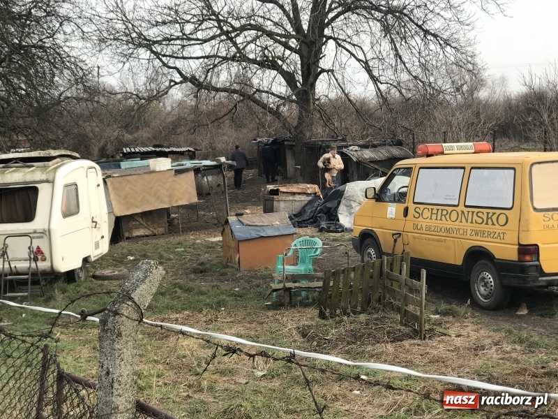 Zdjęcie w galerii na portalu naszraciborz.pl: Ponad trzydzieści owczarków w asyście policji zabrano z hodowli na Ostrogu  wiadomości z regionu